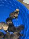 Rottweiler Puppies for sale in Tampa, FL 33607, USA. price: $600