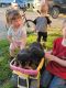 Rottweiler Puppies for sale in Kasson, MN, USA. price: $100,000