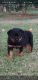 Rottweiler Puppies for sale in Riverside, CA 92509, USA. price: $1,300