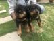 Rottweiler Puppies for sale in Maithri Enclave Main Rd, Bank Colony, Panchasheel Enclave, Sainikpuri, Secunderabad, Telangana 500094, India. price: 20000 INR