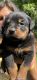 Rottweiler Puppies for sale in Tallahassee, FL, USA. price: $1,500