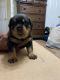 Rottweiler Puppies for sale in Houston, TX 77084, USA. price: $2,500