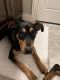Rottweiler Puppies for sale in Oklahoma City, OK, USA. price: $50