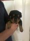 Rottweiler Puppies for sale in Strafford, MO 65757, USA. price: NA