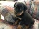 Rottweiler Puppies for sale in Black River Falls, WI 54615, USA. price: NA
