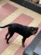 Rottweiler Puppies for sale in Pune, Maharashtra, India. price: NA