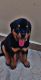 Rottweiler Puppies for sale in BTM 2nd Stage, Bengaluru, Karnataka, India. price: 25000 INR
