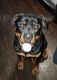 Rottweiler Puppies for sale in Des Moines, IA, USA. price: $500