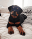Rottweiler Puppies for sale in Modesto, CA 95351, USA. price: NA