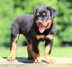 Rottweiler Puppies for sale in New York, NY, USA. price: $500