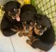 Rottweiler Puppies for sale in Miami, FL, USA. price: $1,800
