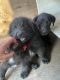 Rottweiler Puppies for sale in Irrigon, OR 97844, USA. price: NA