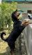 Rottweiler Puppies for sale in Bahadurgarh, Haryana 126112, India. price: 20000 INR
