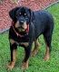Rottweiler Puppies for sale in Tallmadge, OH, USA. price: NA