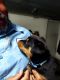 Rottweiler Puppies for sale in Mohave Valley, AZ 86440, USA. price: NA