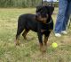 Rottweiler Puppies for sale in Grants Pass, OR, USA. price: NA