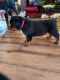 Rottweiler Puppies for sale in Elko County, NV, USA. price: NA