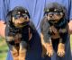 Rottweiler Puppies for sale in Upland, CA 91786, USA. price: NA