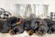 Rottweiler Puppies for sale in Vero Beach, FL, USA. price: NA