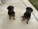 Rottweiler Puppies for sale in Redlands, CA 92374, USA. price: NA