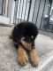 Rottweiler Puppies for sale in Allentown, PA, USA. price: $900