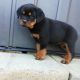 Rottweiler Puppies for sale in Las Vegas, NV, USA. price: $300