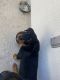 Rottweiler Puppies for sale in Dublin, CA 94568, USA. price: $1,000