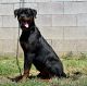 Rottweiler Puppies for sale in Upland, CA 91786, USA. price: NA