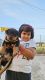 Rottweiler Puppies for sale in Jharapada, Bhubaneswar, Odisha, India. price: 20000 INR