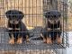 Rottweiler Puppies for sale in Texas Rd, Marlboro, NJ, USA. price: NA