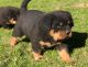 Rottweiler Puppies for sale in Texas Rd, Marlboro, NJ, USA. price: $600