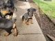 Rottweiler Puppies for sale in Dallas, TX 75270, USA. price: NA
