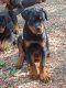 Rottweiler Puppies for sale in Irvington, KY 40146, USA. price: $1,500