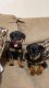 Rottweiler Puppies for sale in Canute, OK 73626, USA. price: NA