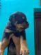 Rottweiler Puppies for sale in Skywings Ave, Mamangalam, Elamakkara, Ernakulam, Kerala 682026, India. price: 35000 INR