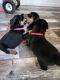 Rottweiler Puppies for sale in Anderson, IN, USA. price: $300