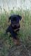 Rottweiler Puppies for sale in Newburg, PA 17240, USA. price: NA