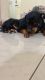 Rottweiler Puppies for sale in Cantonment, Lucknow, Uttar Pradesh, India. price: 15000 INR