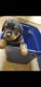Rottweiler Puppies for sale in Lawrenceville, GA, USA. price: NA