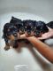 Rottweiler Puppies for sale in Tallahassee, FL, USA. price: $1,000