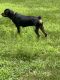 Rottweiler Puppies for sale in Chesterfield, VA, USA. price: NA