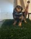 Rottweiler Puppies for sale in Houston, TX, USA. price: $800