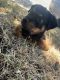 Rottweiler Puppies for sale in Dallas-Fort Worth Metropolitan Area, TX, USA. price: NA