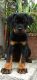 Rottweiler Puppies for sale in Daund, Maharashtra, India. price: 15 INR