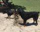 Rottweiler Puppies for sale in Harlingen, TX, USA. price: $2,500