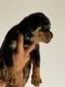 Rottweiler Puppies for sale in Greenville, TX, USA. price: NA