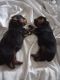Rottweiler Puppies for sale in Jacksonville, FL, USA. price: NA