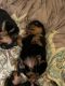 Rottweiler Puppies for sale in Stilwell, OK 74960, USA. price: NA