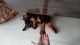 Rottweiler Puppies for sale in Ballabhgarh, Faridabad, Haryana 121004, India. price: 8000 INR