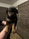 Rottweiler Puppies for sale in Paulding County, GA, USA. price: NA